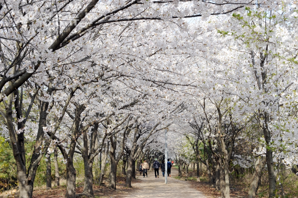 인천 중구, 영종국제도시 유수지공원 벚꽃길도 전면 폐쇄한다