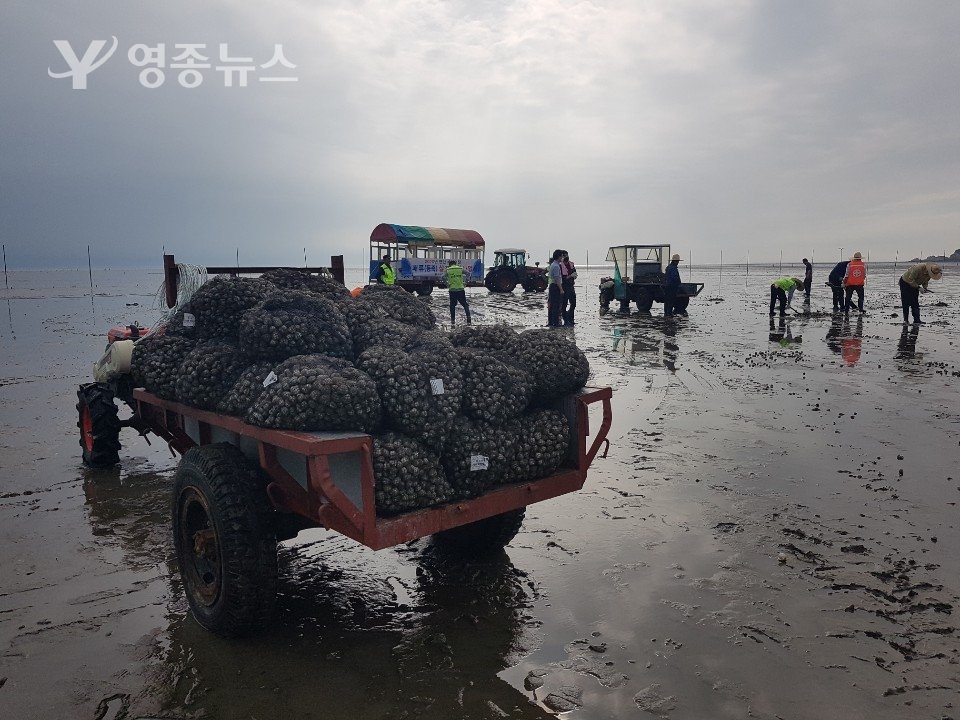 인천 중구, 패류(동죽) 28톤 살포