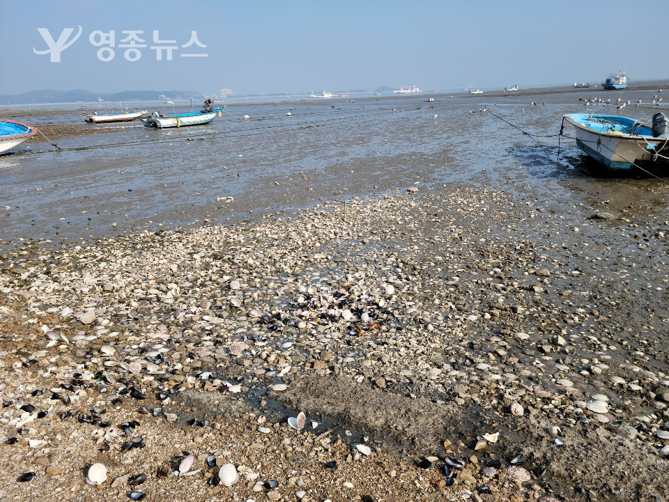 무의도 바닷가에 방치된 수산부산물 굴껍질