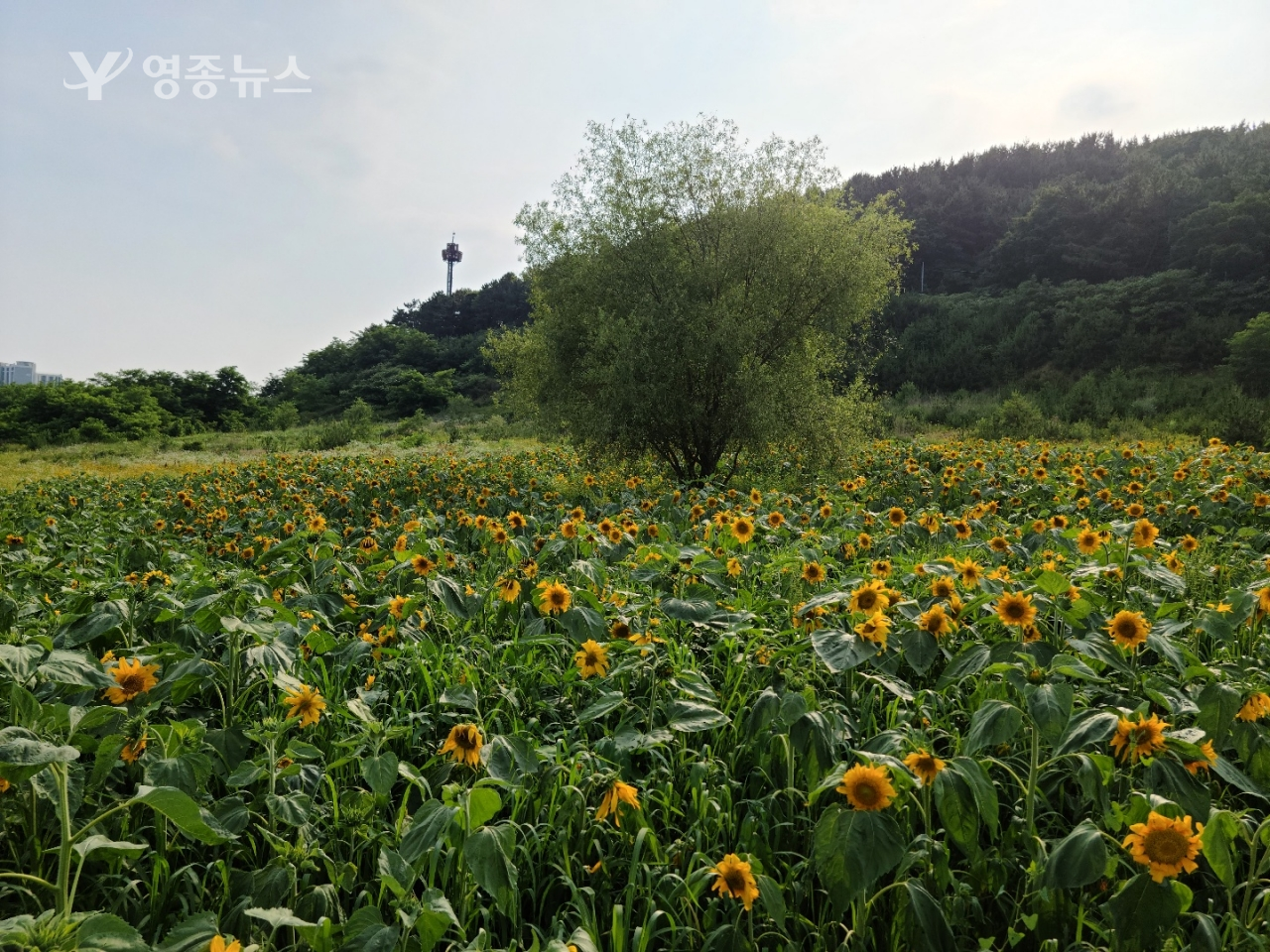 인천 중구, 영종동 주민이 함께하는 꽃밭 가꾸기